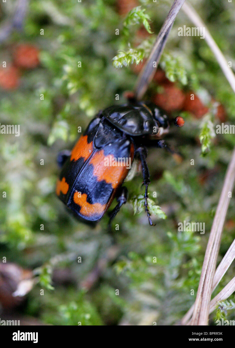 Nécrophore, Nicrophorus vespillo (Necrophorus vespillo), coléoptères Banque D'Images