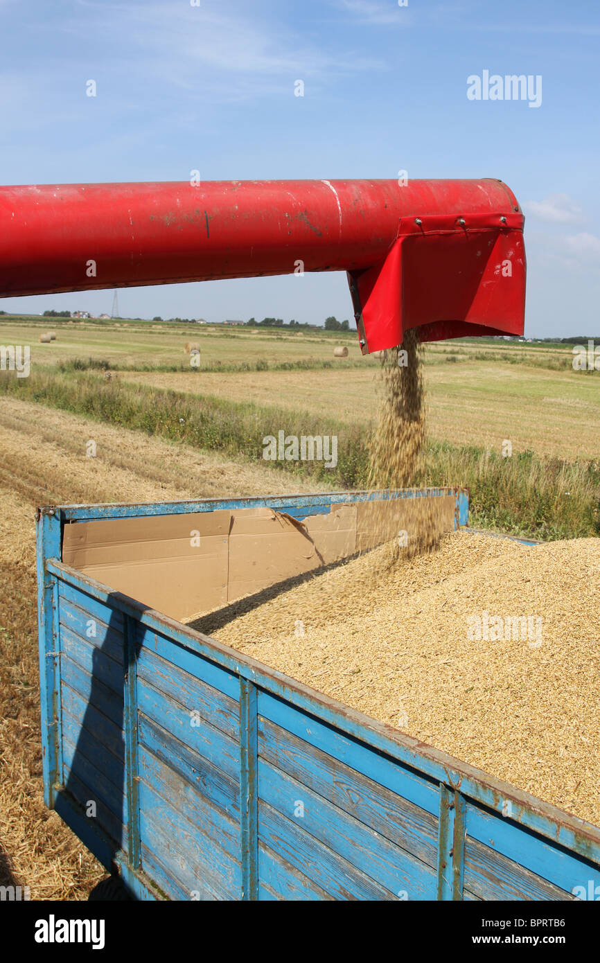 Distribution de la vis d'orge récoltés sont recueillis par moissonneuse-batteuse et déchargées dans remorque, Tarleton, West Lancashire. UK Banque D'Images