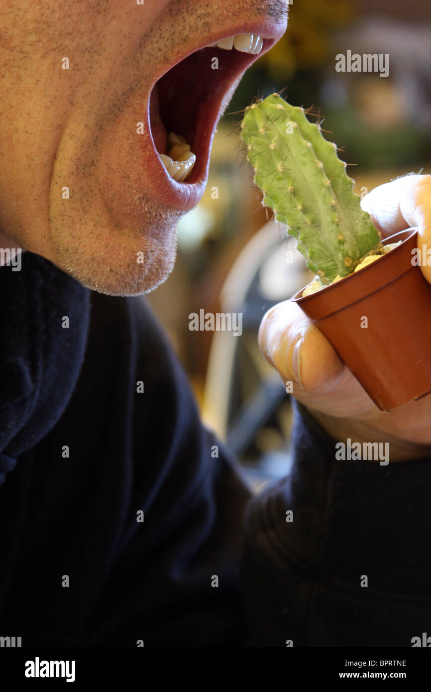 L'homme sur le point de mordre dans un cactus Banque D'Images