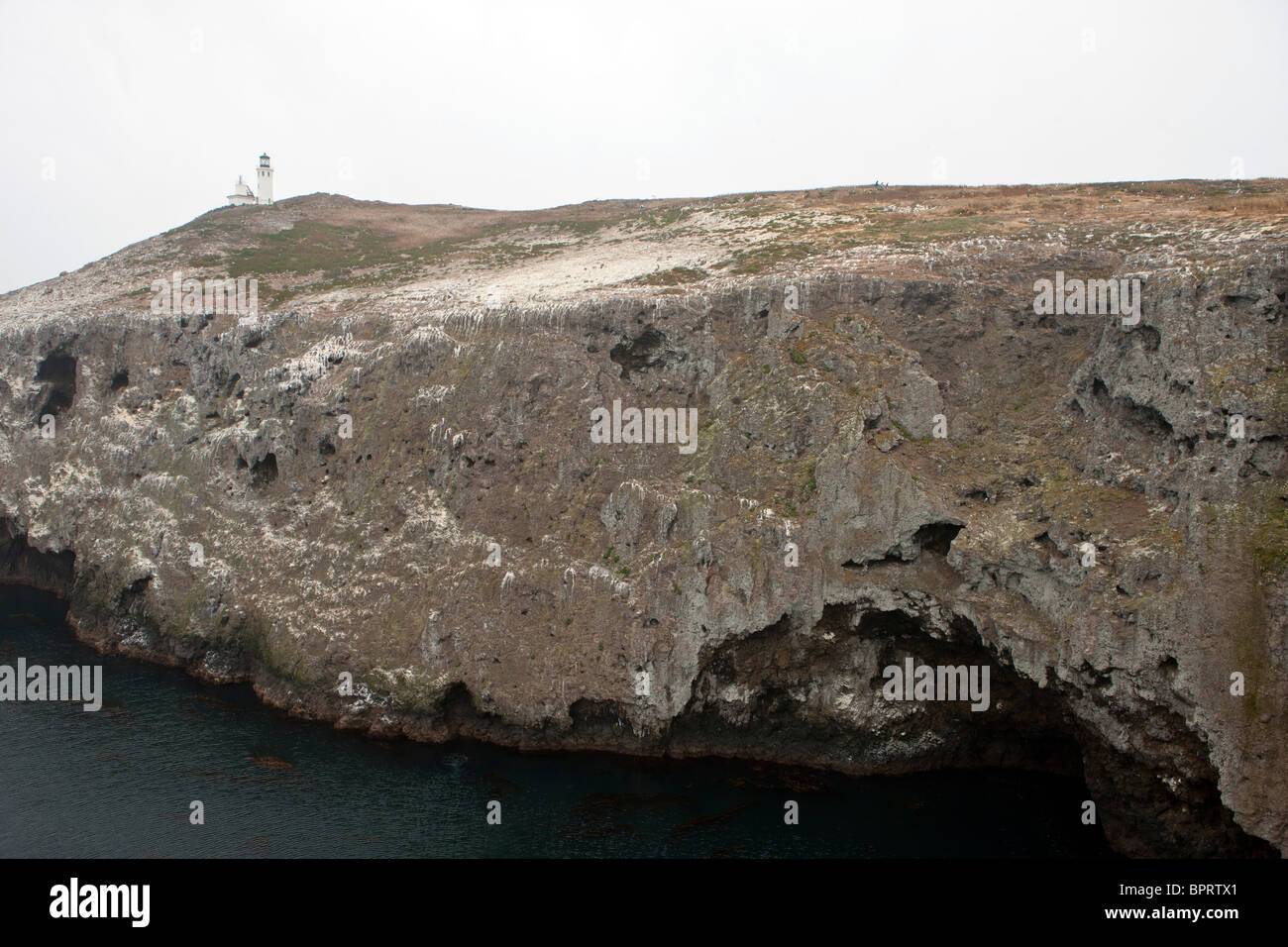 Mur, Falaise Anacapa Island, Channel Islands National Park, California, United States of America Banque D'Images