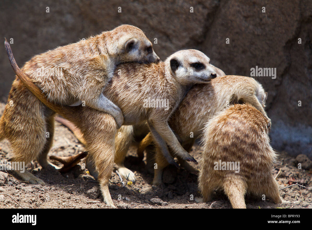Les suricates (Suricata suricatta) Jouer au Zoo de San Diego, San Diego, Californie, États-Unis d'Amérique Banque D'Images