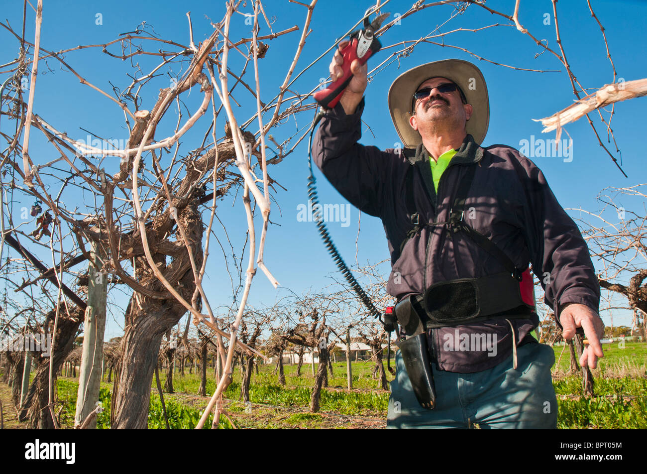 Taille de la vigne à l'aide d'un sécateur électrique près de  Mildure-Valborgne et dans le région de la Murray River, Australie Photo  Stock - Alamy