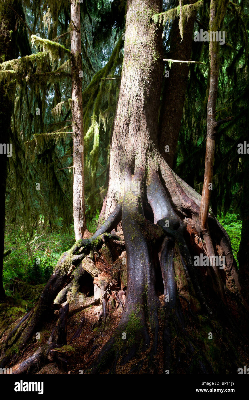 Moss est suspendu avec arbres exposés structure racine, Hall de mousses trail, Hoh Rain Forest, Olympic National Park, Washington Banque D'Images