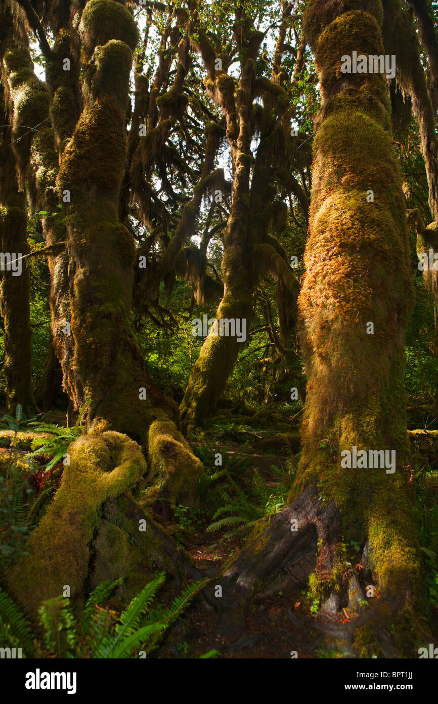 Moss est suspendu dans les arbres, Hall de mousses trail, Hoh Rain Forest, Olympic National Park, Washington, United States of America Banque D'Images