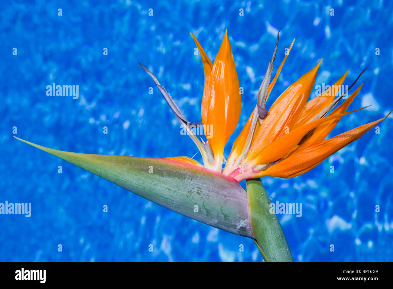 Strelitzia ou oiseau de paradis culture des fleurs à côté d'une belle piscine bleue Banque D'Images