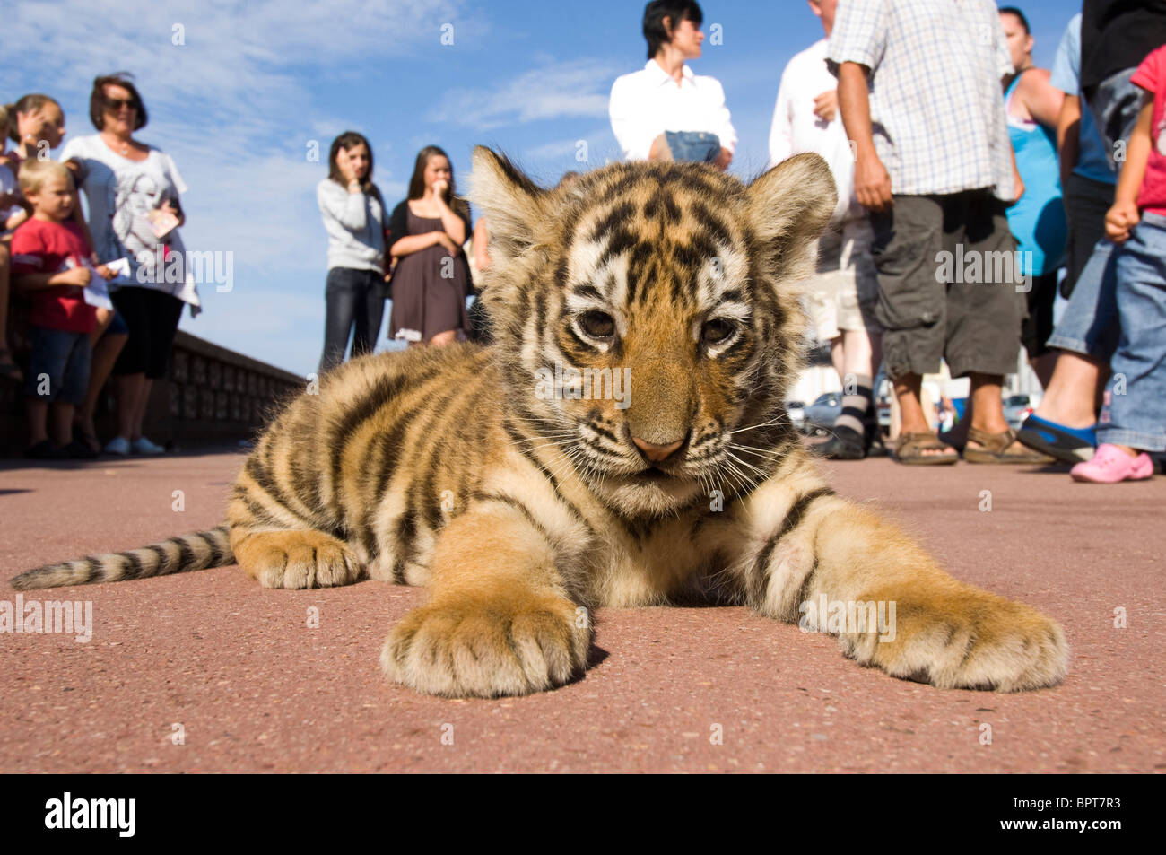 Une semaine 8 vieux bébé tigre se trouve sur la promenade de la plage de Dieppe, Normandie, entouré par les touristes Banque D'Images