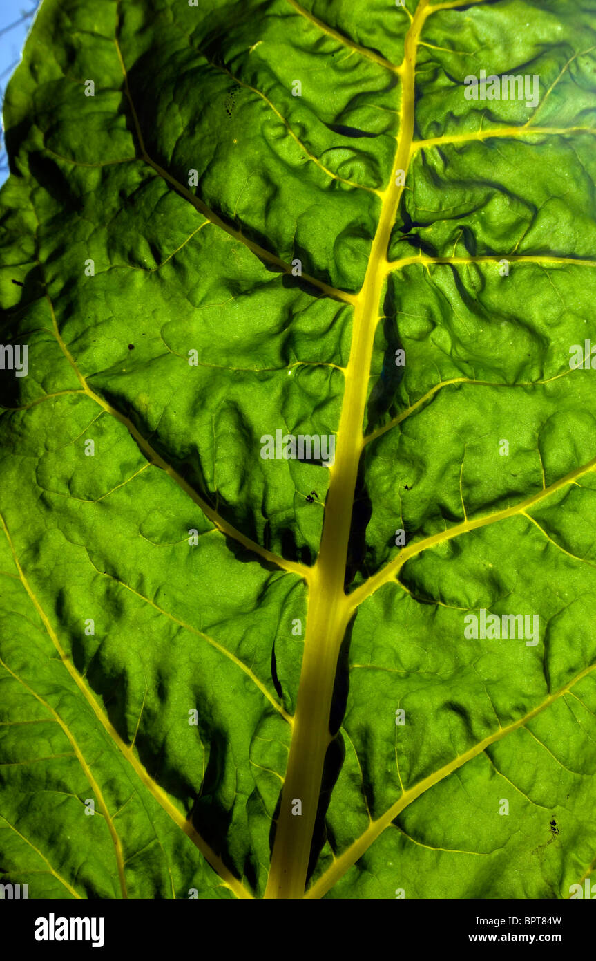 Un gros plan d'une feuille de chou vert jaune, une partie de la famille des choux. Banque D'Images