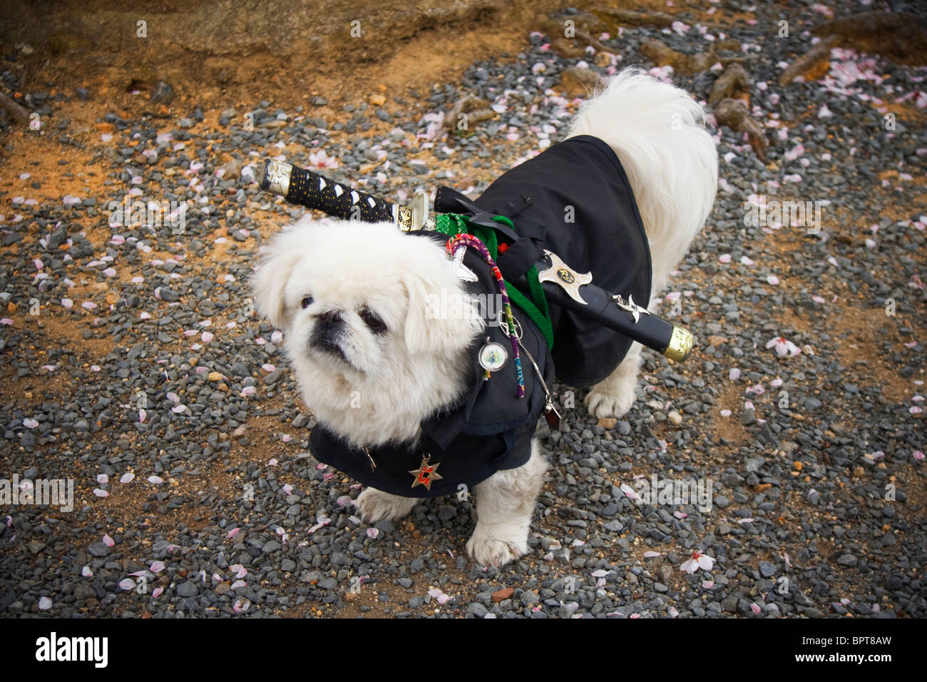 Un chien habillé en tenue de samouraï, complet avec une épée, dans un parc au Japon. Banque D'Images