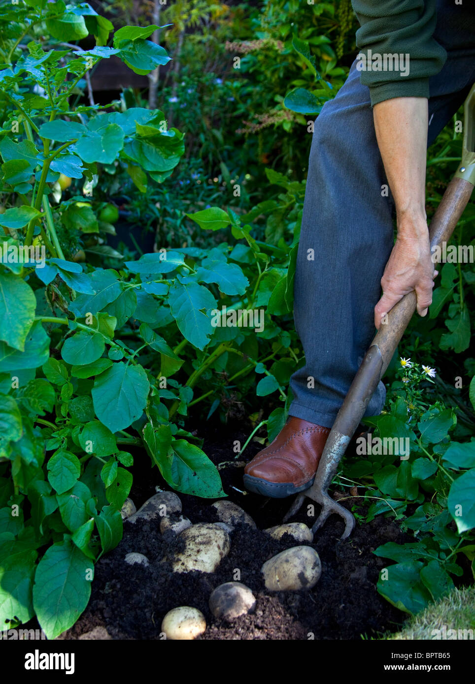 Jardinier retroussé les manches accueil la récolte les pommes de terre cultivées avec fourche de jardin Banque D'Images