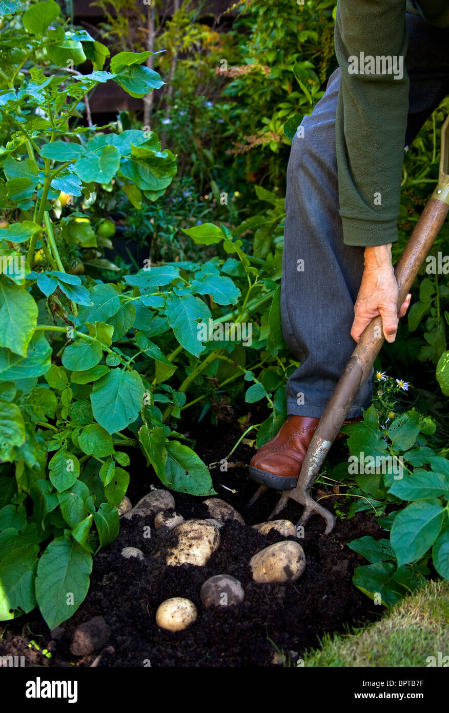 La récolte de pommes de terre cultivées au jardinier maison avec jardin fork Banque D'Images