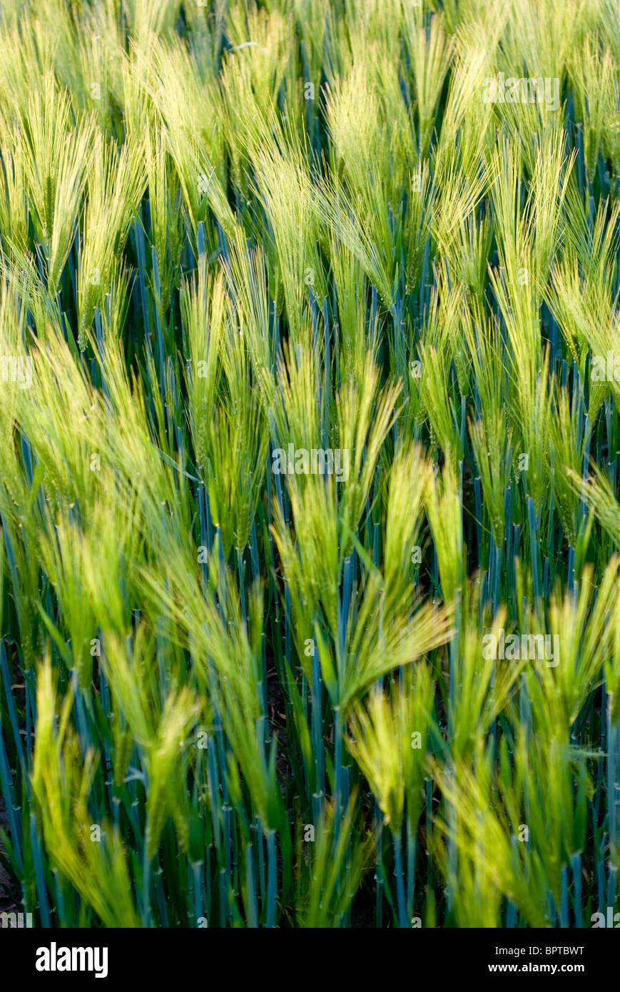 Allmost image abstraite de blé dans un champ au cours de bel après-midi d'été Banque D'Images