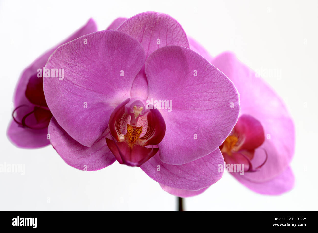 Une collection d'orchidée Phalaenopsis rose (espèce) Banque D'Images