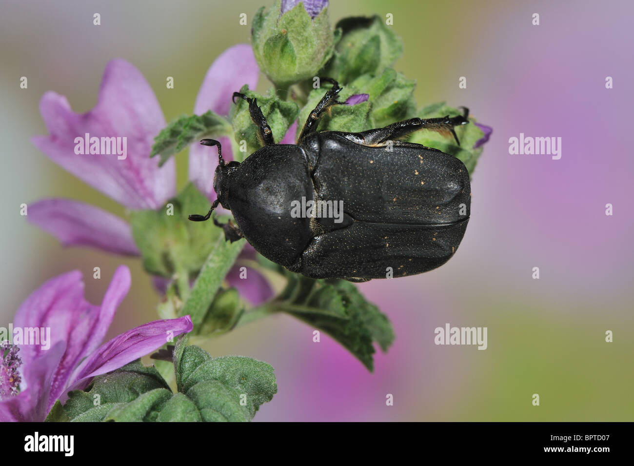 Rose Noire - Black rose chafer beetle (Netocia morio - Protaetia (Netocia) morio) collecte de nectar de fleurs de printemps à sur Banque D'Images
