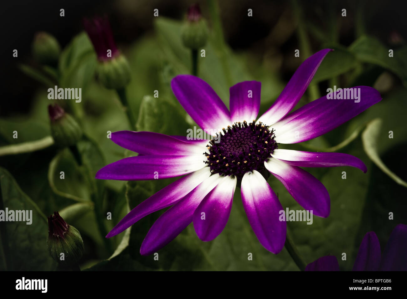 Senetti Purple flower close up low key Banque D'Images