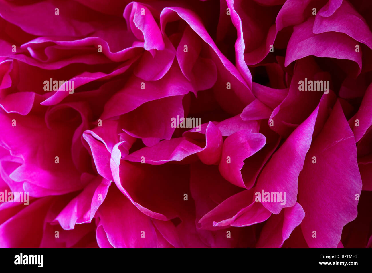 Image Gros plan extrême de pétales de pivoine rose Banque D'Images