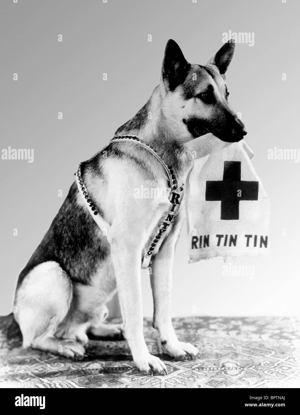 Acteur CHIEN RIN TIN TIN (1947) Banque D'Images