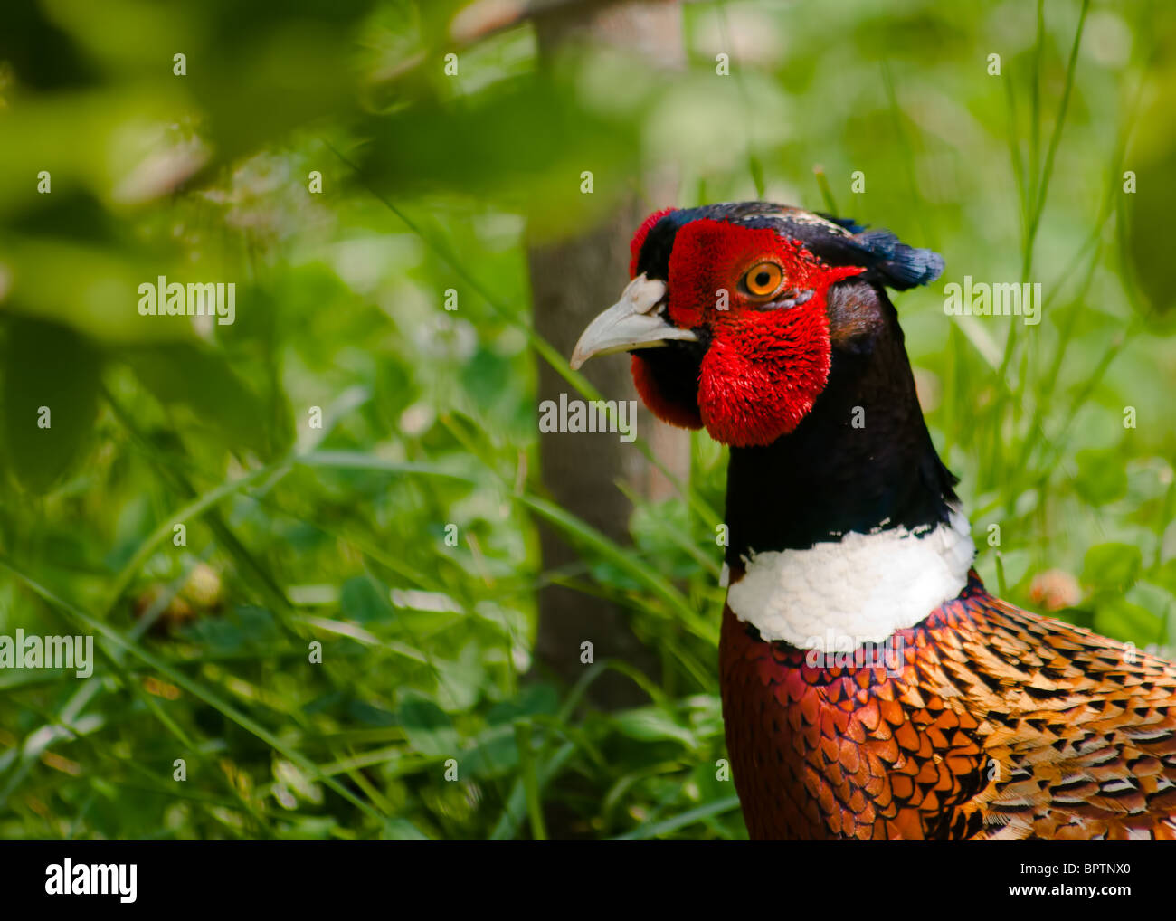 Le faisan commun (Phasianus colchicus), est un oiseau appartenant à la famille (Charadriiformes). 'Le Faisan' Banque D'Images