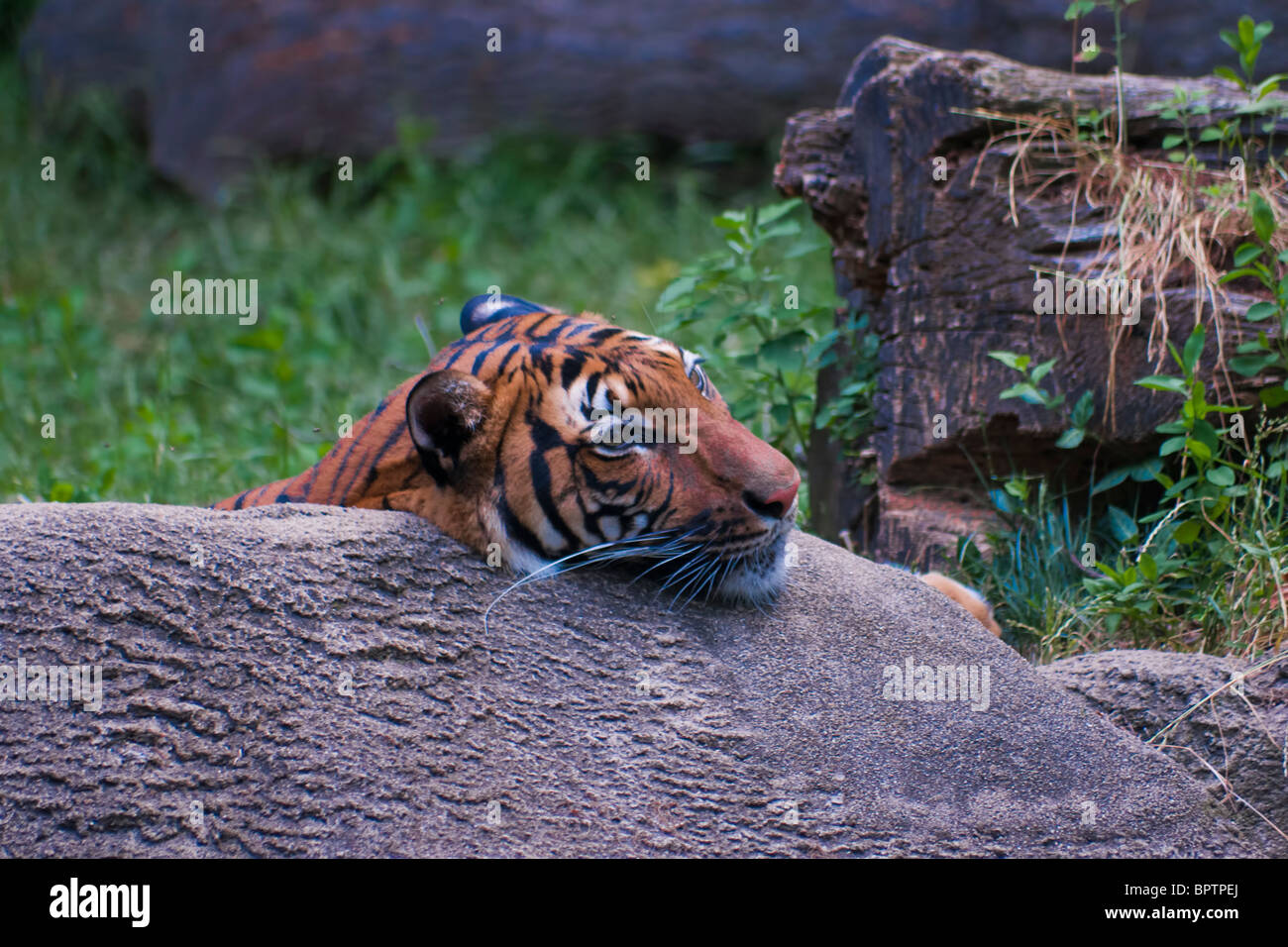 Tigre de Malaisie (Panthera tigris jacksoni, malais : Harimau Belang) Banque D'Images