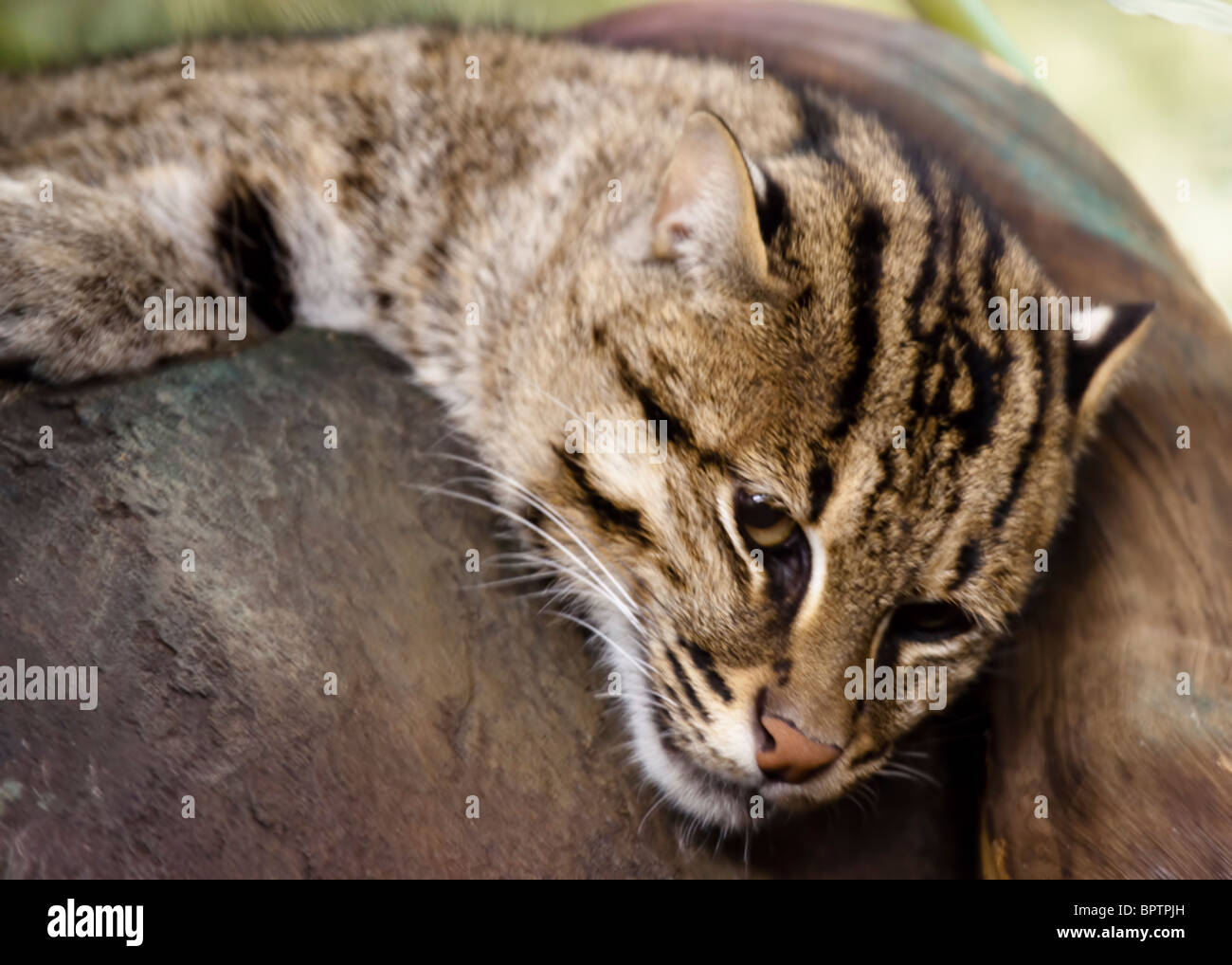 Le chat de Geoffroy (Leopardus geoffroyi) est un petit chat sauvage dans les régions méridionales et centrales de l'Amérique du Sud. Banque D'Images