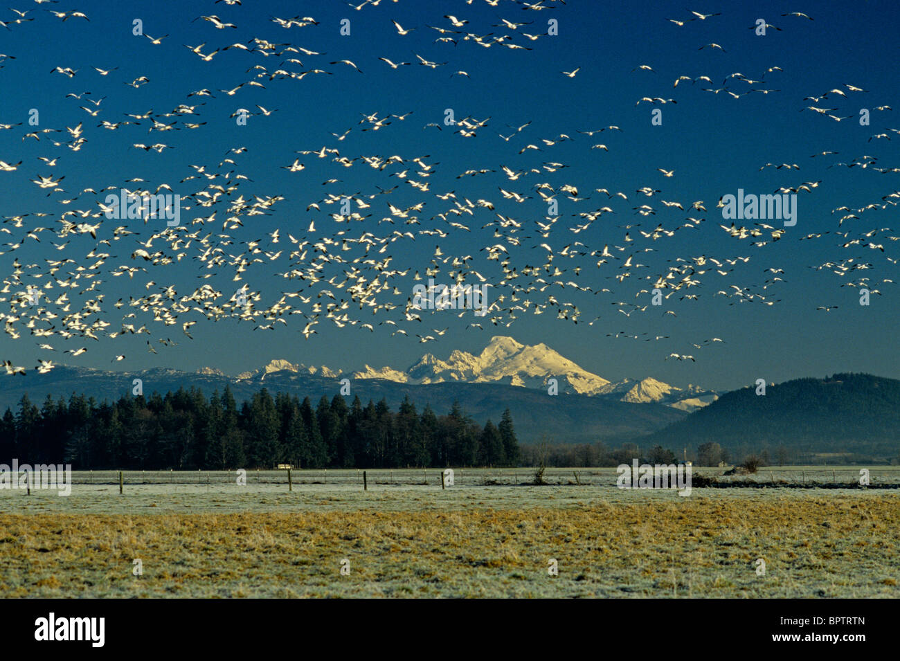 Des neiges, avec le Mont Baker Skagit Comté l'État de Washington, USA Banque D'Images