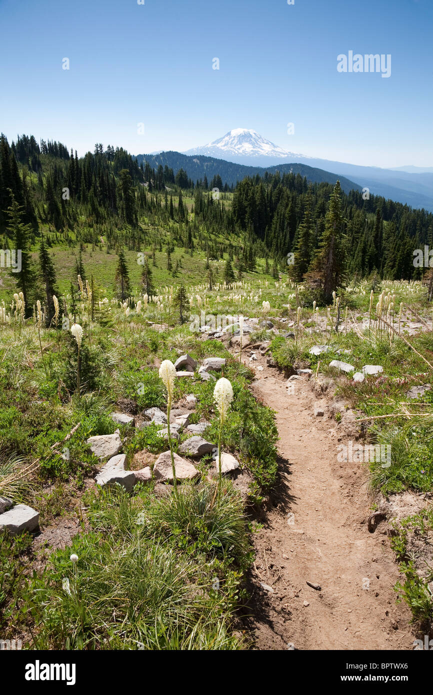 Xérophylle le long de la Pacific Crest Trail dans le désert des roches de chèvre, Gifford Pinchot National Forest - Washington Banque D'Images
