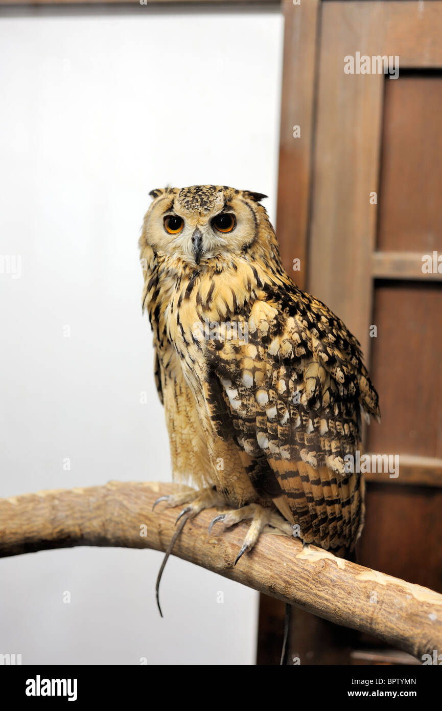 Aigle noir d'Amérique, Bubo Bengalensis Banque D'Images