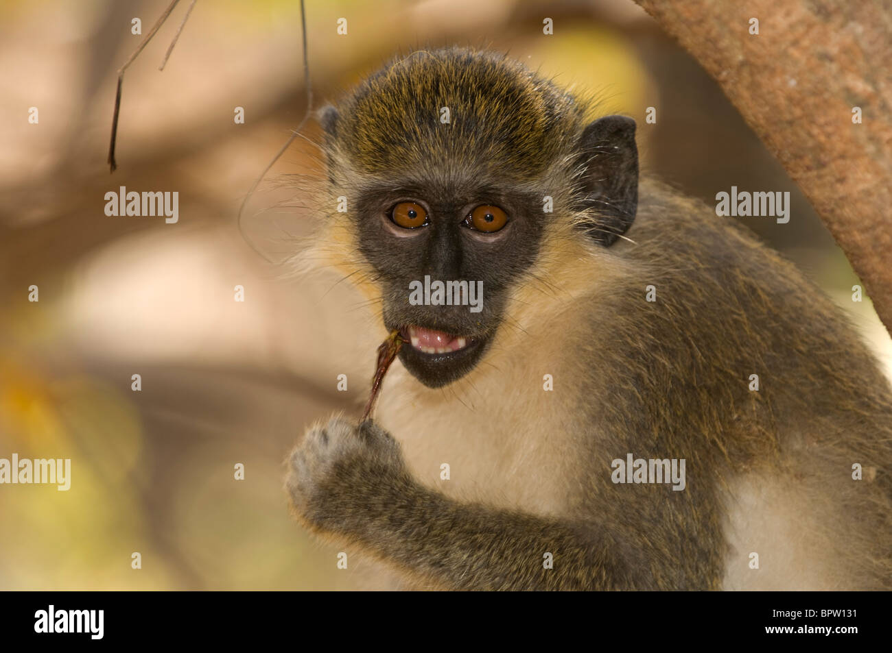 Callithrix monkey ou singe vert, (Cercopithecus aethiops) sabaeus, parc forestier de Bijilo, plage de Kololi, Gambie Banque D'Images