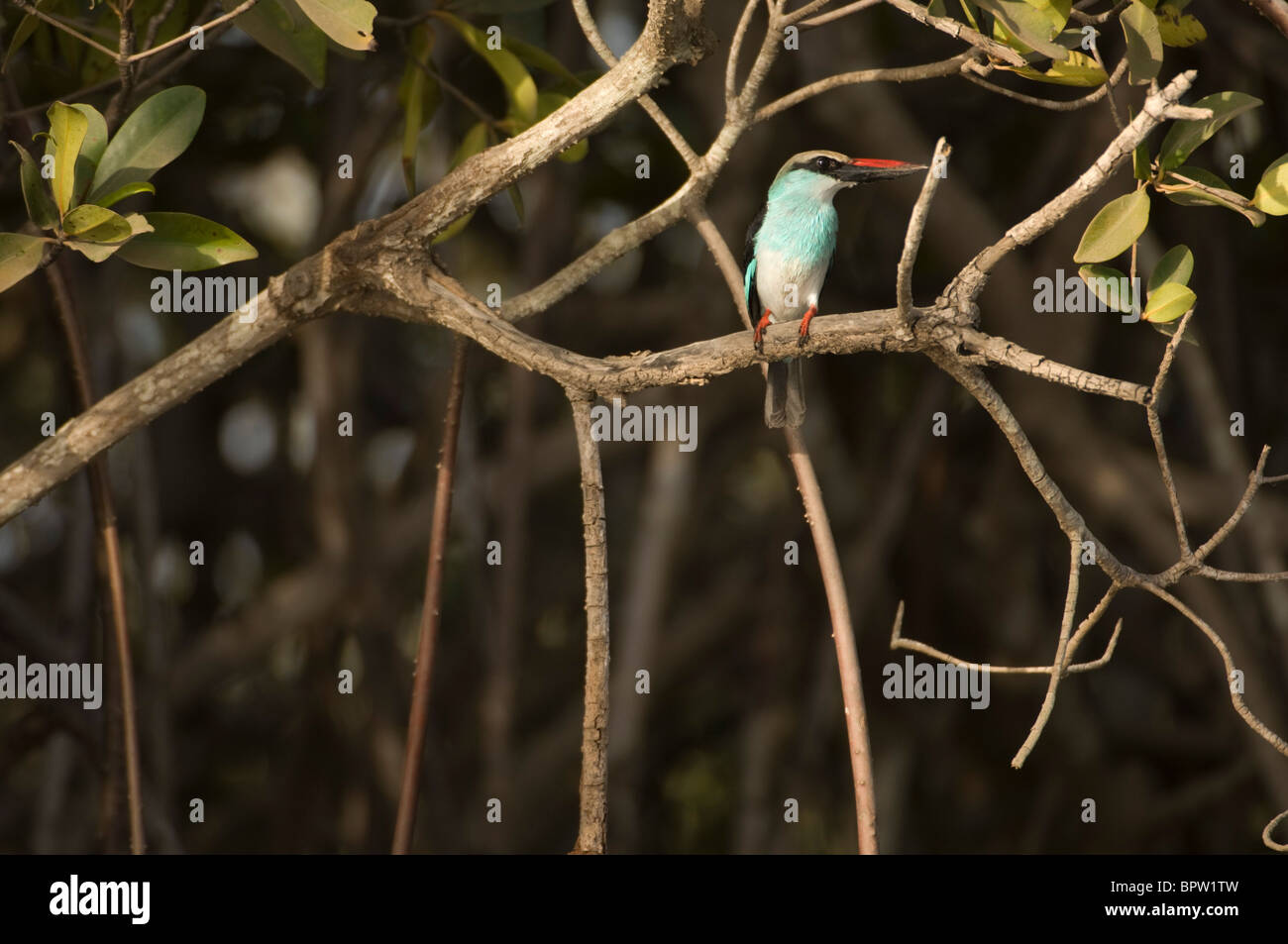 Blue-breasted kingfisher (Halcyon malimbica) assis dans les mangroves dans le fleuve Gambie, Gambie Banque D'Images