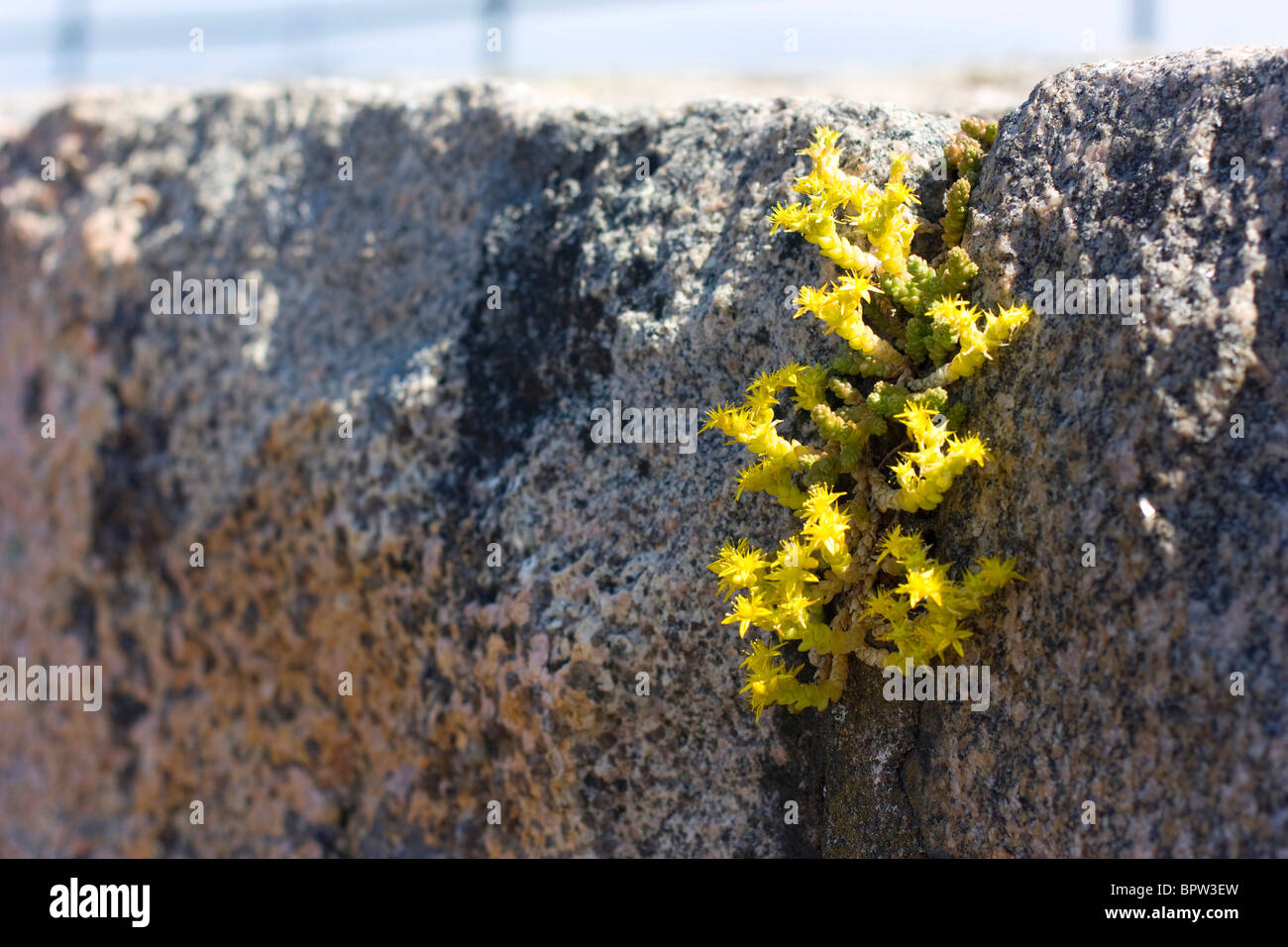 (Goldmoss Stonecrop Sedum acre) poussant sur un rocher en Asgardstrand, la Norvège. Banque D'Images