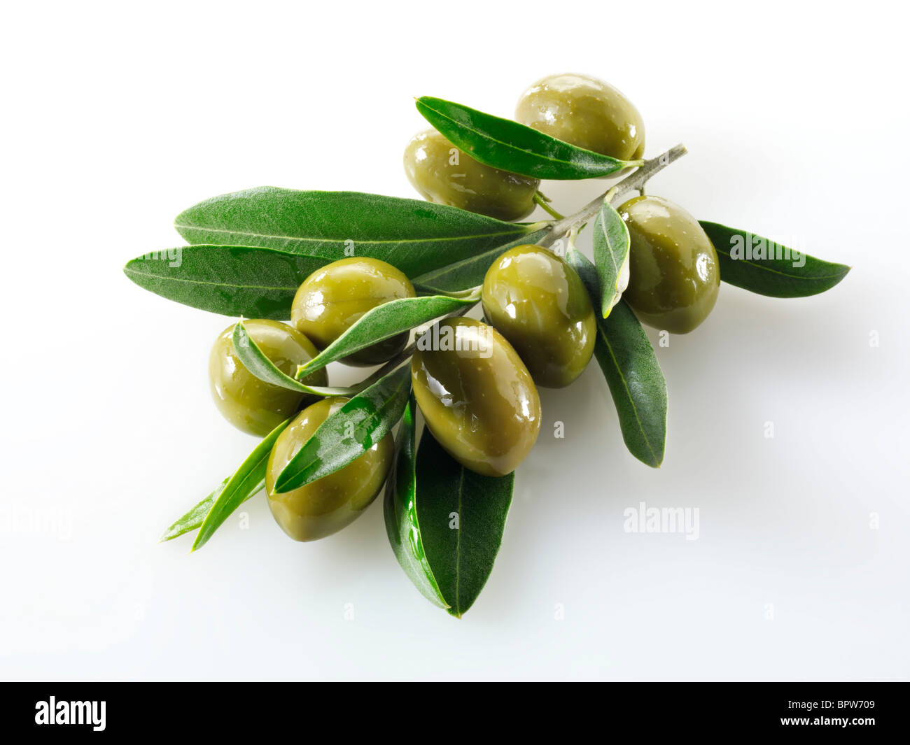 Fresh green olives queen sur un brin d'olive photos, photos & images. Cut out against white background Banque D'Images