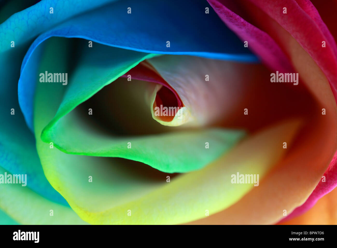 Gros plan d'une rose arc-en-ciel multicolore. Ses pétales sont artificiellement colorés pour donner l'effet arc-en-ciel. ROYAUME-UNI Banque D'Images