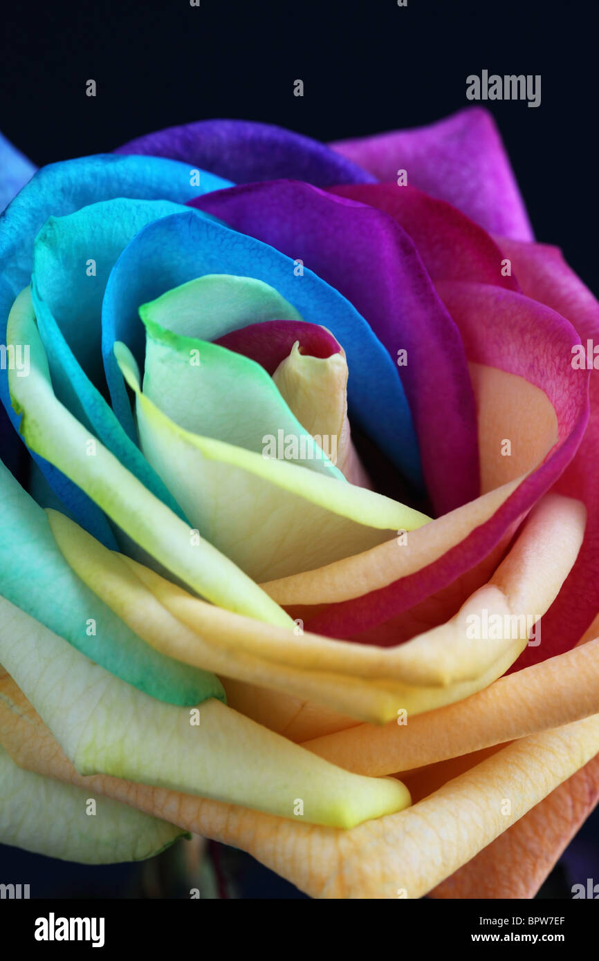 Gros plan d'une rose arc-en-ciel multicolore. Ses pétales sont artificiellement colorés pour donner l'effet arc-en-ciel. ROYAUME-UNI Banque D'Images