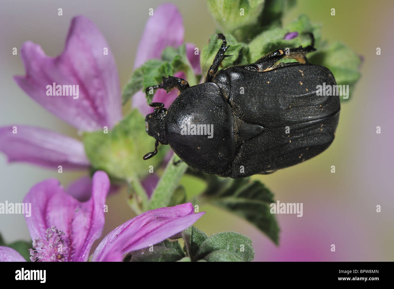 Rose Noire - Black Rose Chafer beetle (Netocia morio - Protaetia (Netocia) morio) collecte de nectar de fleurs de printemps à sur Banque D'Images