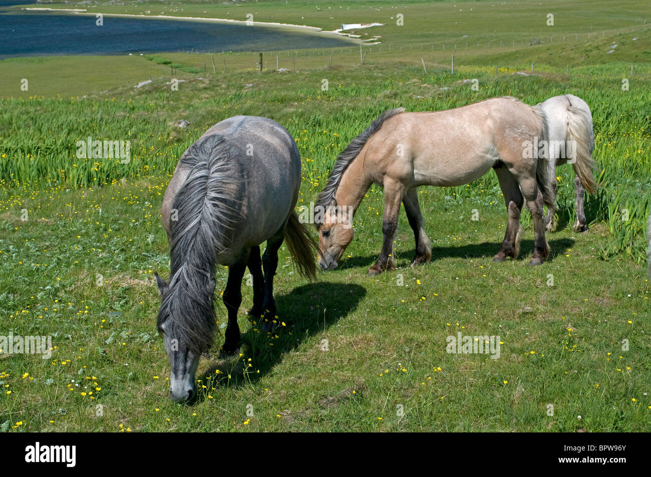 Eriskay poneys sur Barra, Hébrides extérieures, en Écosse. 6532 SCO Banque D'Images
