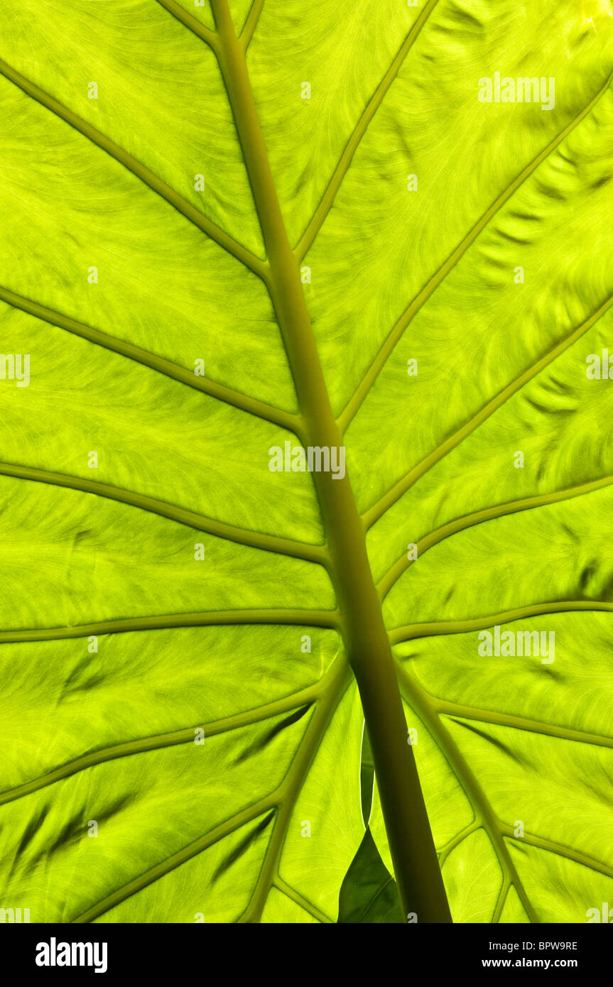 Soleil qui brille à travers les feuilles géantes d'une plante Alocasia macrorrhizos Banque D'Images