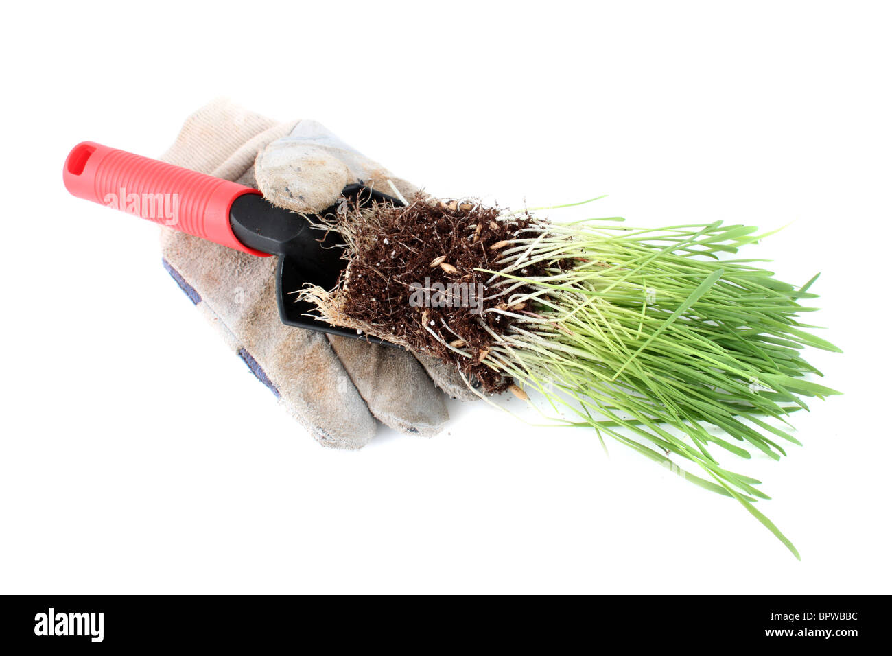 L'herbe fraîchement creusée dans le sol et écope de la truelle à l'intérieur d'un gant de jardinage sale Banque D'Images