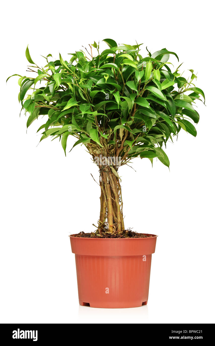 Un Ficus Benjamin (Ficus benjamina natasja) dans un pot brun Banque D'Images