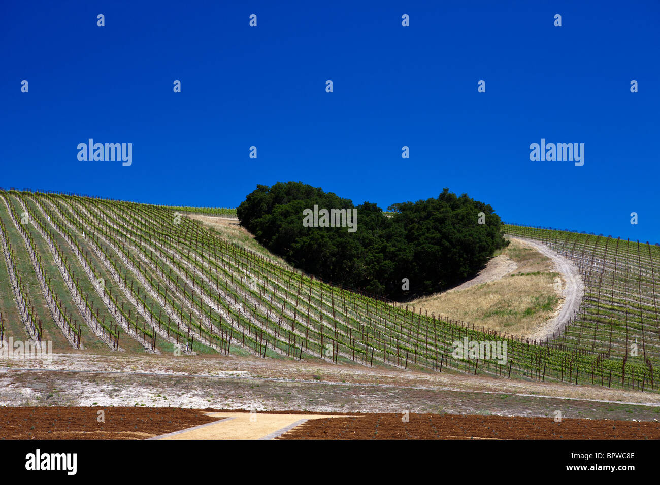 Coeur Hill, Vin neuf Estates Winery, Paso Robles, Californie, États-Unis d'Amérique Banque D'Images