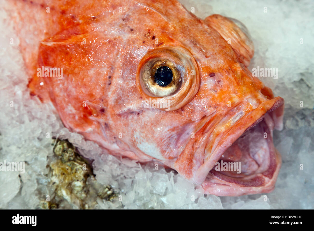 Popeyed avec sébaste doré brillant & chair rose grande ouverte bouche affiche sur lit de glace dans un marché aux poissons Banque D'Images