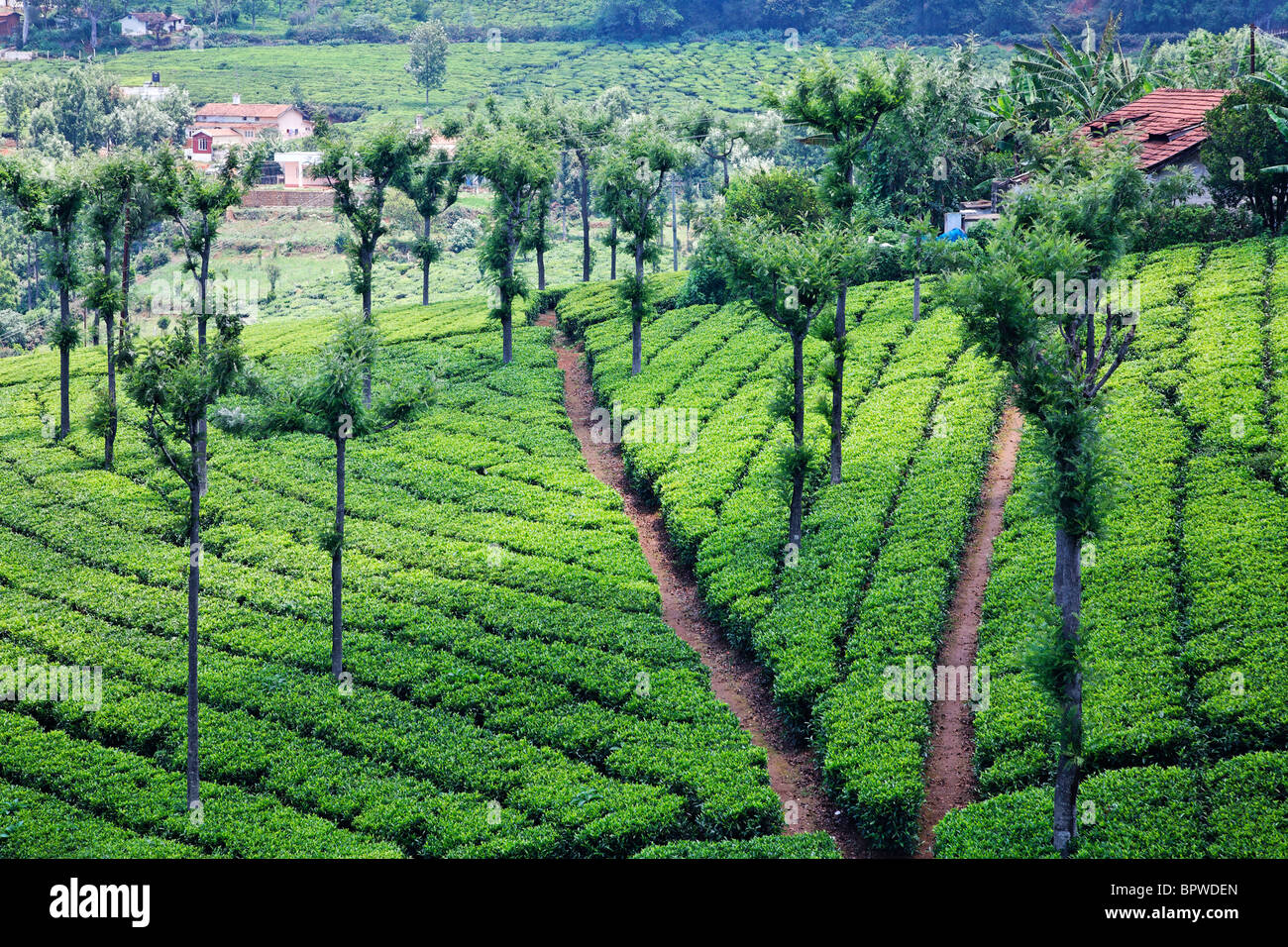 La plantation de thé à l'usine de thé à haut champ, Ooty, Tamil Nadu, Inde Banque D'Images