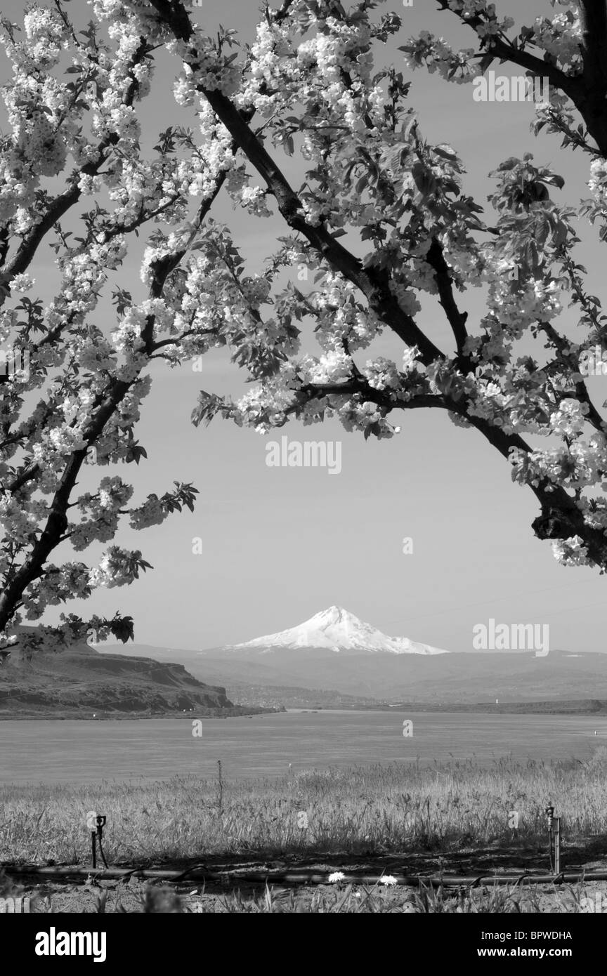 Cerisiers en fleurs et dans la gorge du Columbia, Mt Hood dans l'arrière-plan Banque D'Images
