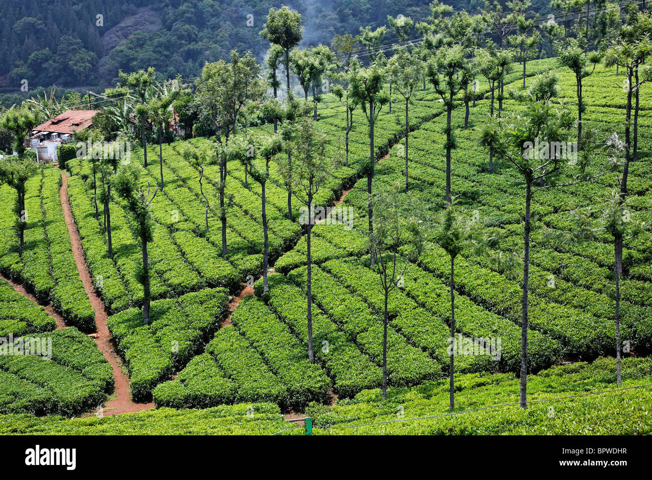 La plantation de thé à l'usine de thé à haut champ, Ooty, Tamil Nadu, Inde Banque D'Images