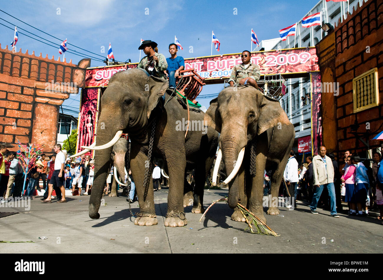 Les éléphants thaïlandais sillonnent les rues de Surin. Banque D'Images