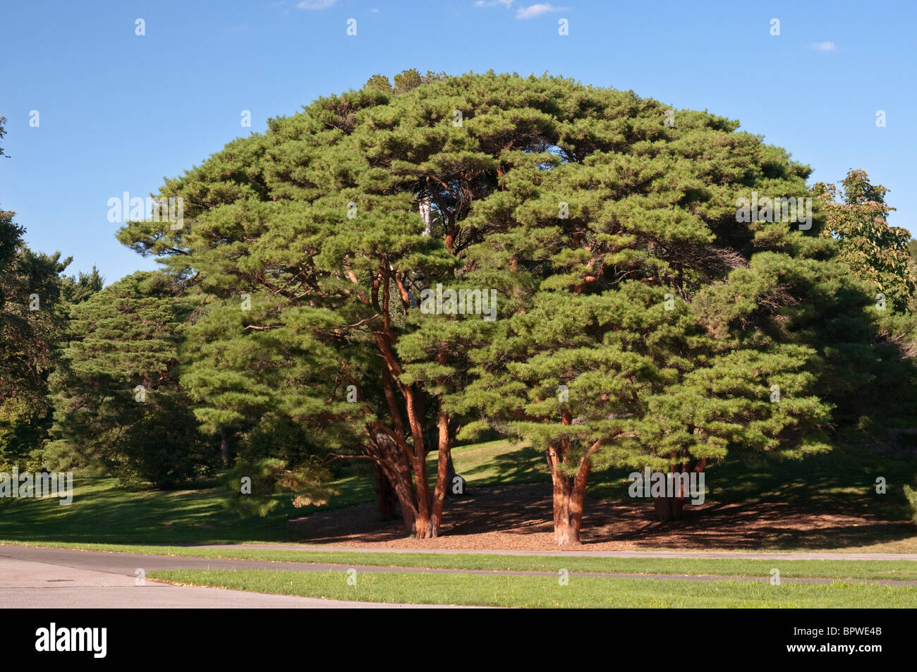 Tanyosho Pin, également connu sous le nom de pin parasol - Pinus densiflora 'Umbraculifera' Banque D'Images