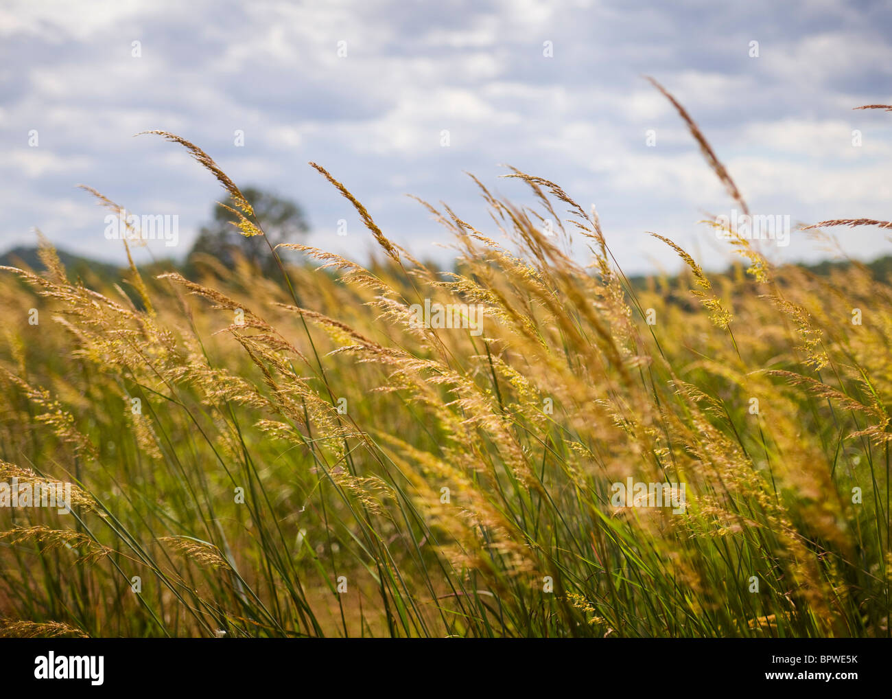 Champ d'herbe sauvage à la fin de l'été Banque D'Images