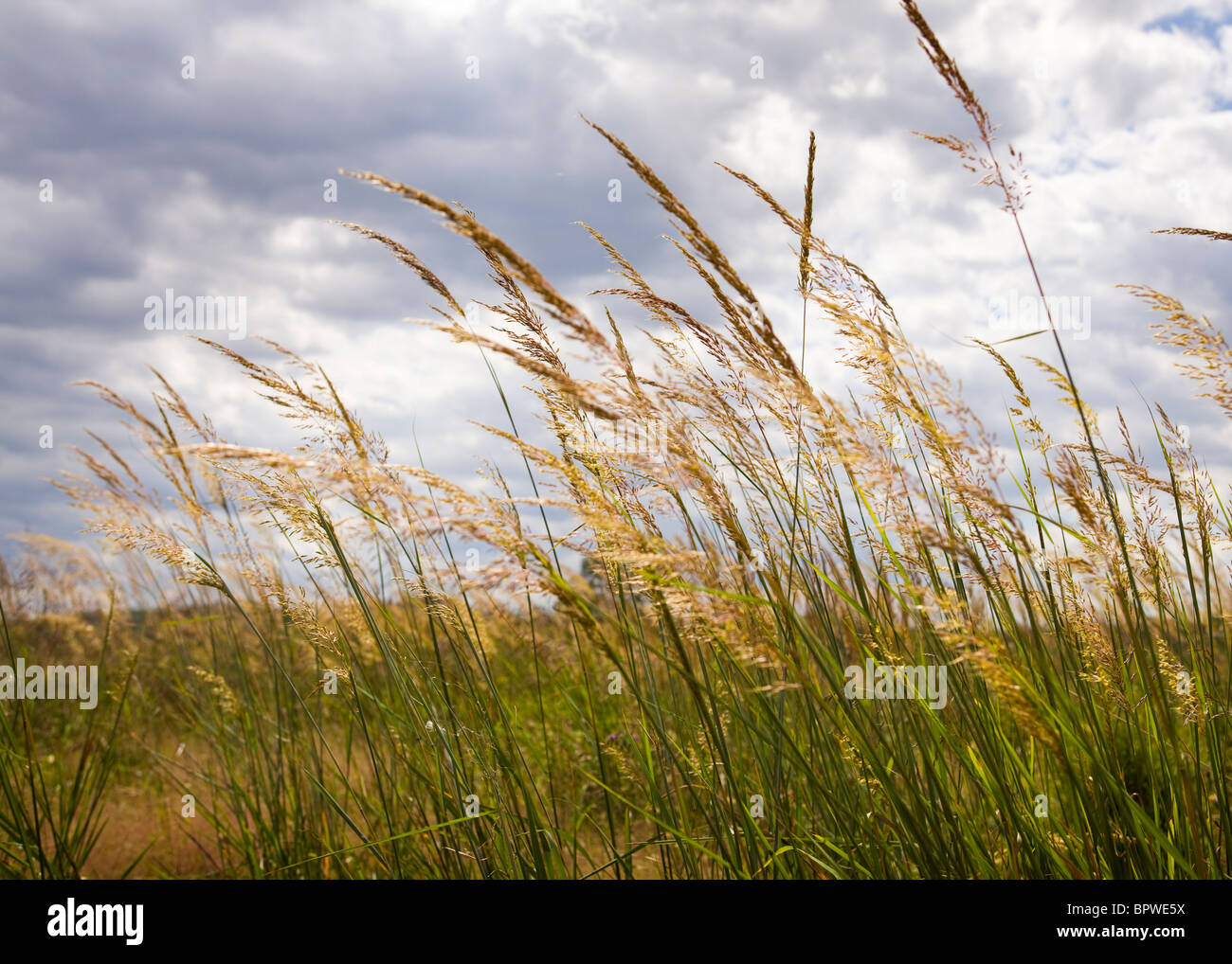 Champ d'herbe sauvage à la fin de l'été Banque D'Images