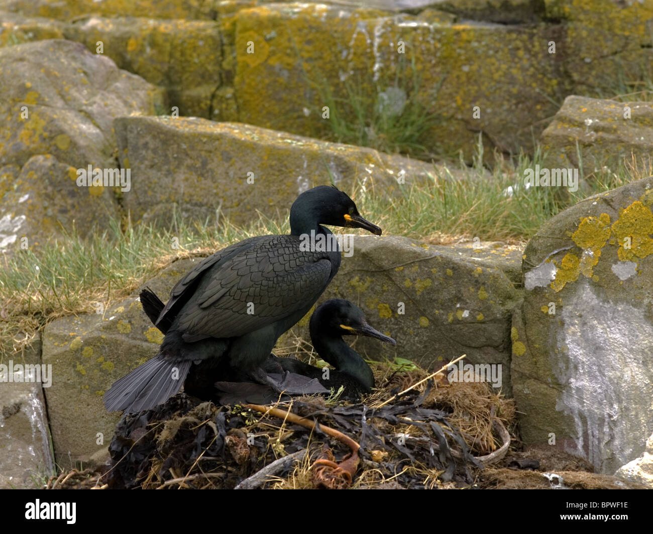 Accouplement des cormorans Banque D'Images