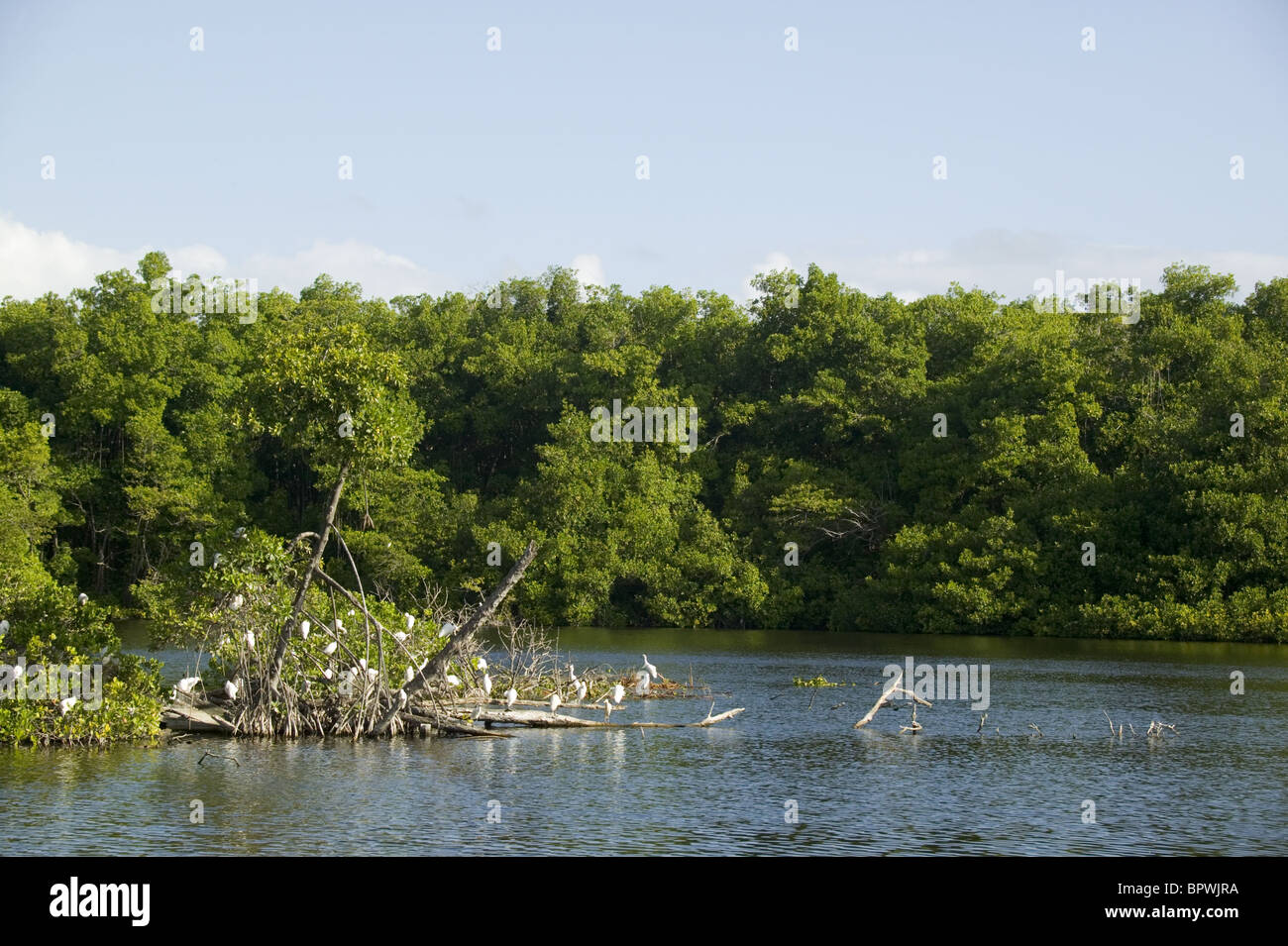 L'île d'EGRET qui supporte 3 types d'EGRET (bovins, la neige et l'Aigrette garzette) à Graeme Hall Réserver Banque D'Images