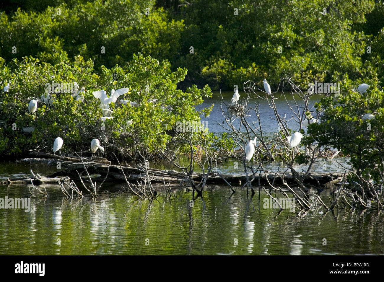 L'île d'EGRET qui supporte 3 types d'EGRET (bovins, la neige et l'Aigrette garzette) à Graeme Hall Réserver Banque D'Images