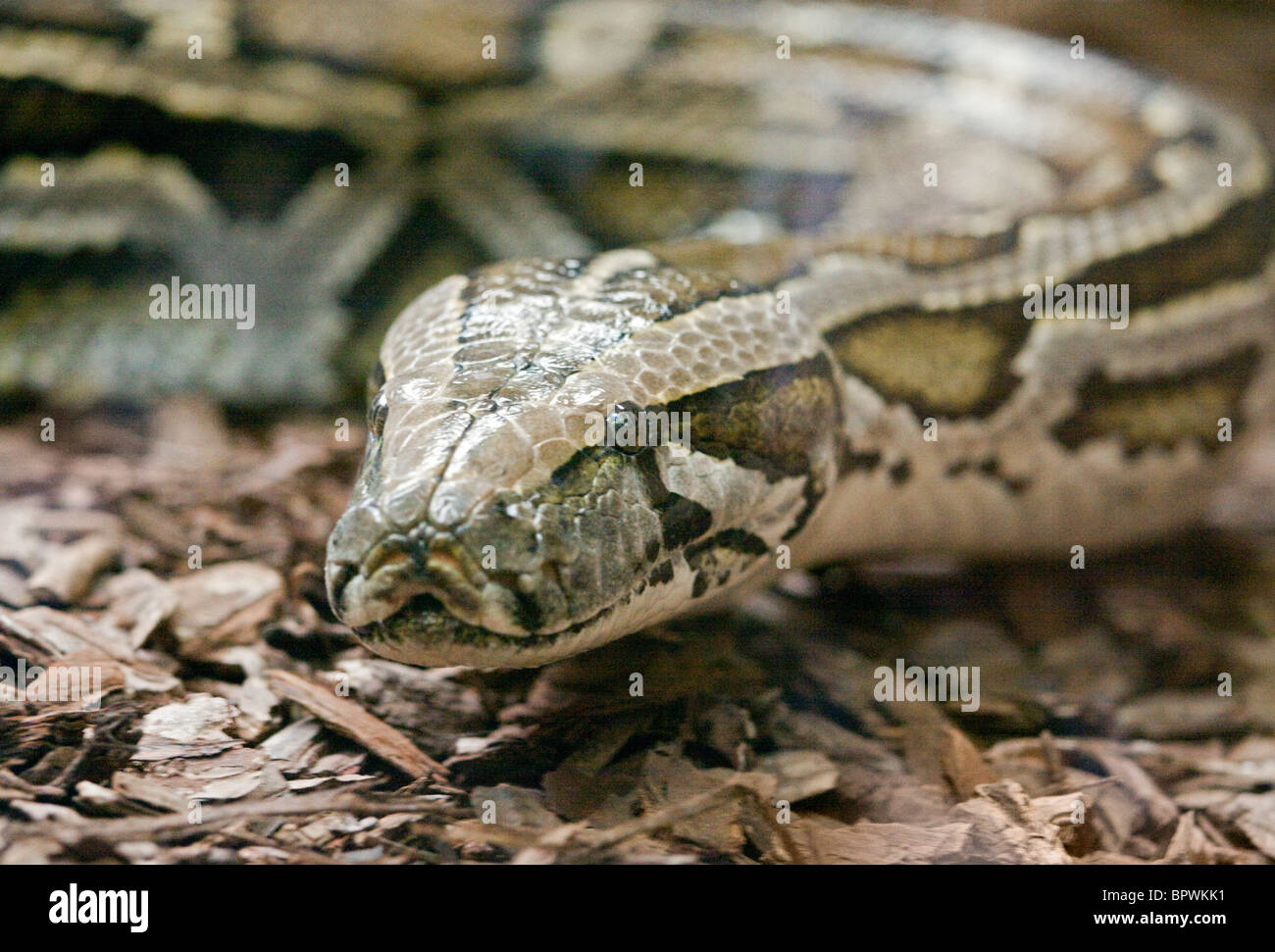 Python birman (Python molurus bivittatus) Banque D'Images